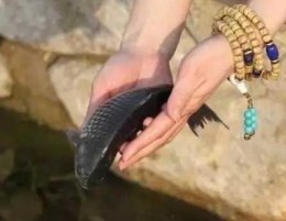 放生到底是什么 放生有什么好处？