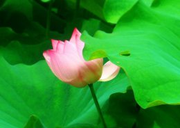 参禅与修净土的人，还需