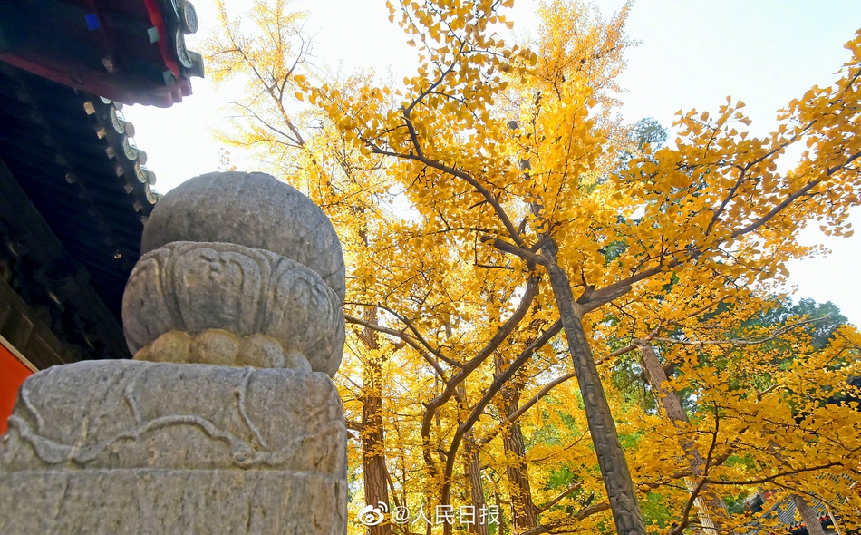 京西古刹大觉寺秋季的千年银杏