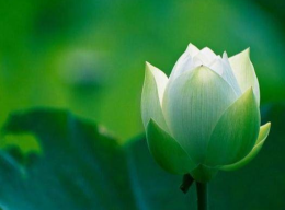 清心普善咒全文