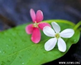 人生万般苦，皆由执着来 ​