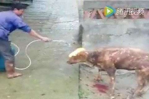 男子手持喷火枪“火烤活牛”太残