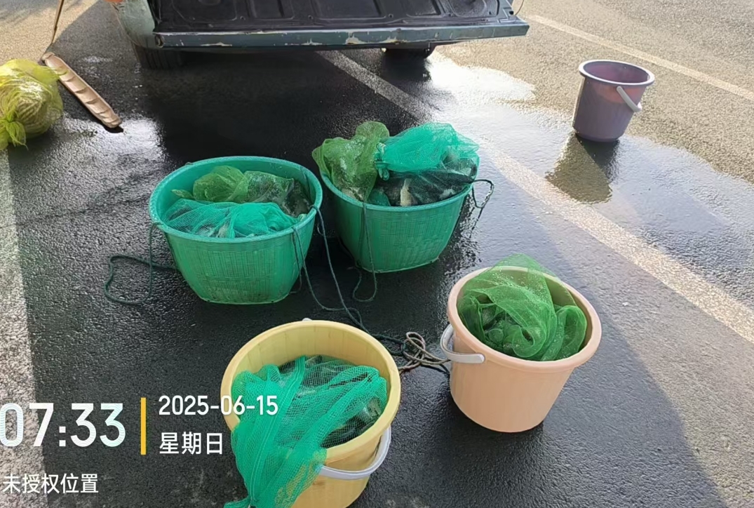 重庆放生2025-6-15