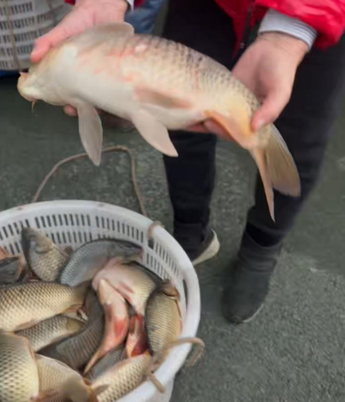 重庆放生纪实 2026年1月31日放生